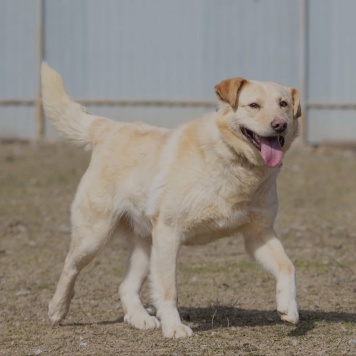 Собаки в добрые руки - Грей - 2
