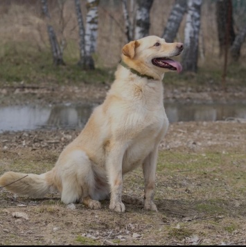Собаки в добрые руки - Грей - 3