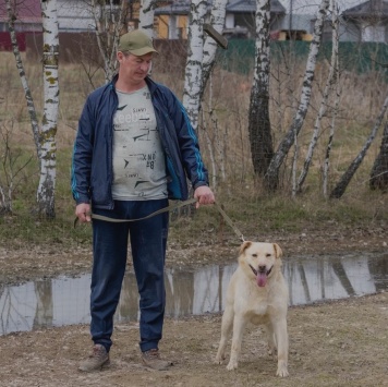 Собаки в добрые руки - Грей - 4