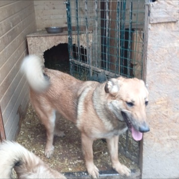 Собаки в добрые руки - Ватрушка