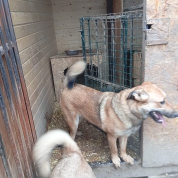 Собаки в добрые руки - Ватрушка - 1