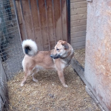 Собаки в добрые руки - Ватрушка - 2