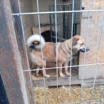 Собаки в добрые руки - Ватрушка - 3