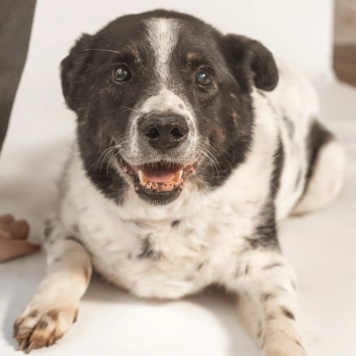 Собаки в добрые руки - Микки