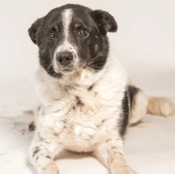 Собаки в добрые руки - Микки - 1