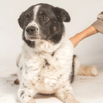 Собаки в добрые руки - Микки - 2