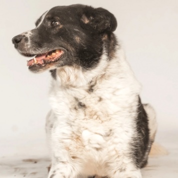 Собаки в добрые руки - Микки - 3