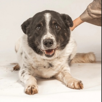 Собаки в добрые руки - Микки - 4