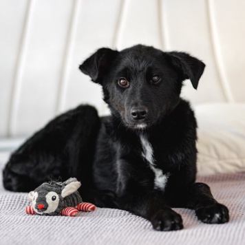 Собаки в добрые руки - Молли