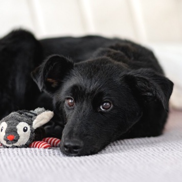 Собаки в добрые руки - Молли - 1