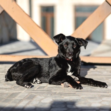 Собаки в добрые руки - Молли - 2