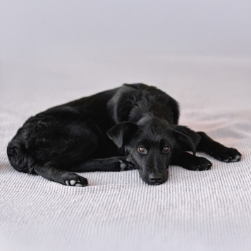 Собаки в добрые руки - Молли - 3