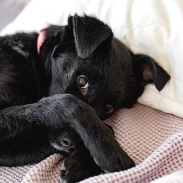 Собаки в добрые руки - Молли - 4