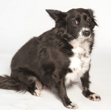 Собаки в добрые руки - Муся