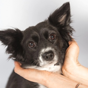 Собаки в добрые руки - Муся - 1