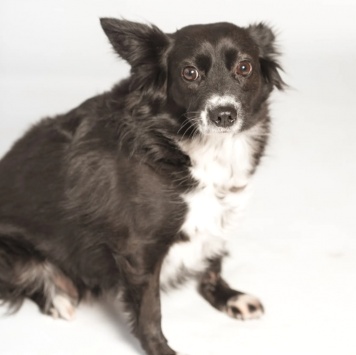 Собаки в добрые руки - Муся - 2