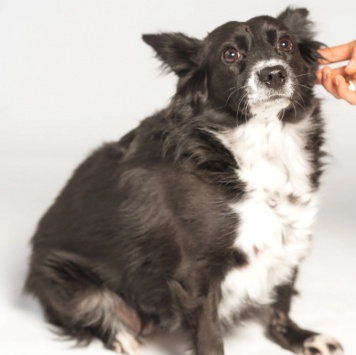 Собаки в добрые руки - Муся - 3