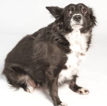 Собаки в добрые руки - Муся - 4