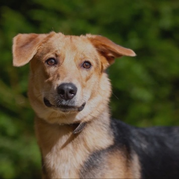 Собаки в добрые руки - Нора