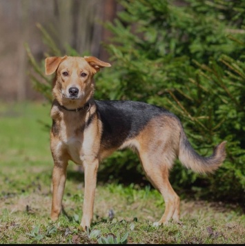 Собаки в добрые руки - Нора - 1