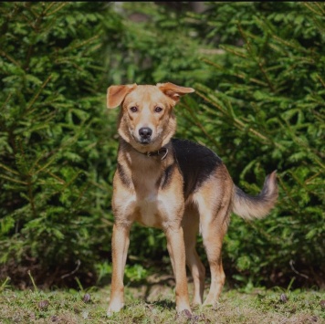 Собаки в добрые руки - Нора - 2