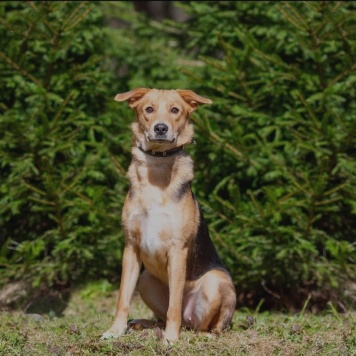Собаки в добрые руки - Нора - 3