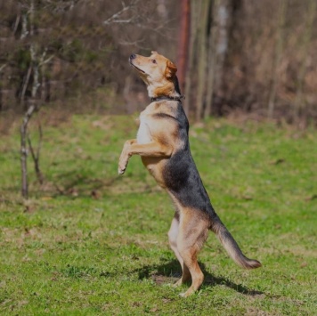 Собаки в добрые руки - Нора - 4