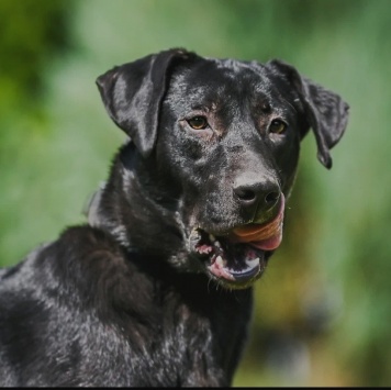 Ника - Собаки в добрые руки