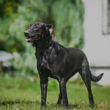 Собаки в добрые руки - Ника - 1