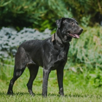 Собаки в добрые руки - Ника - 2