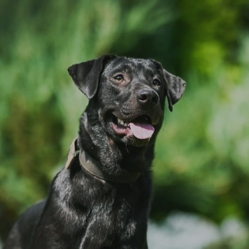 Собаки в добрые руки - Ника - 3