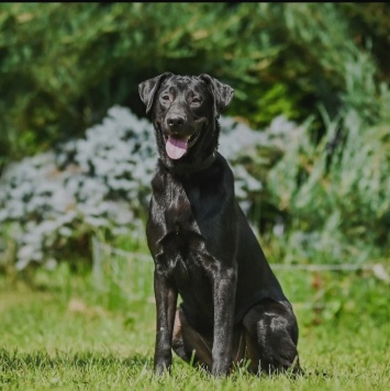 Собаки в добрые руки - Ника - 4