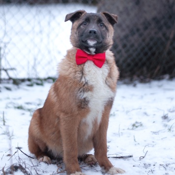 Собаки в добрые руки - Сыночка-корзиночка