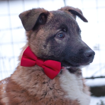 Собаки в добрые руки - Сыночка-корзиночка - 1