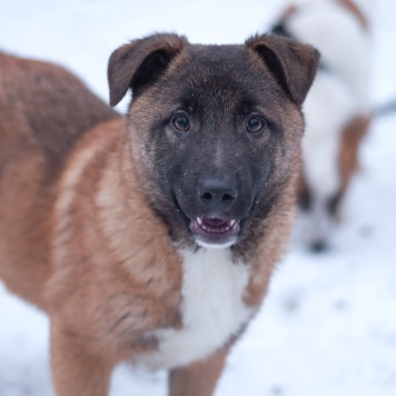 Собаки в добрые руки - Сыночка-корзиночка - 3