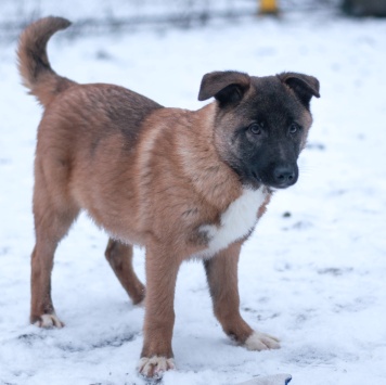 Собаки в добрые руки - Сыночка-корзиночка - 4