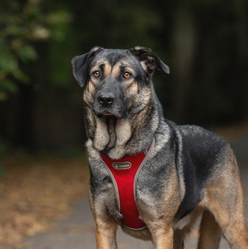 Собаки в добрые руки - Один