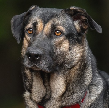 Собаки в добрые руки - Один - 2