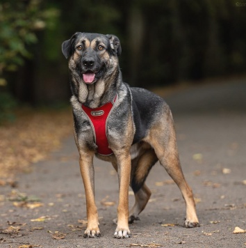 Собаки в добрые руки - Один - 4