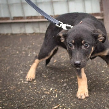 Собаки в добрые руки - Бостон