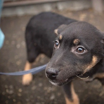 Собаки в добрые руки - Бостон - 1