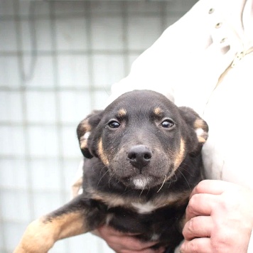 Собаки в добрые руки - Бостон - 2