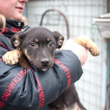 Собаки в добрые руки - Бостон - 3
