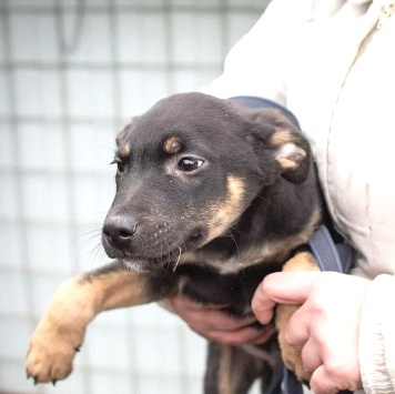 Собаки в добрые руки - Бостон - 4