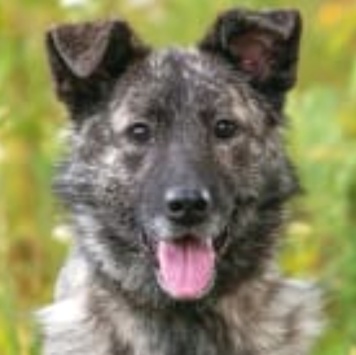 Собаки в добрые руки - Джесси