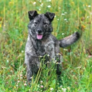 Собаки в добрые руки - Джесси - 1