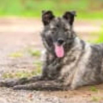 Собаки в добрые руки - Джесси - 2