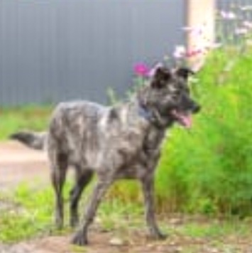 Собаки в добрые руки - Джесси - 3