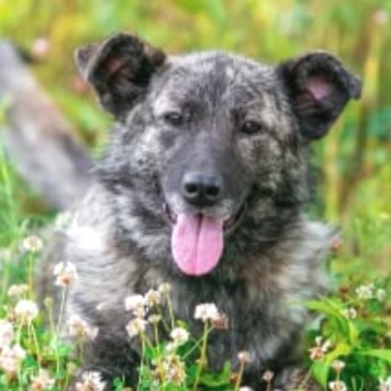 Собаки в добрые руки - Джесси - 4