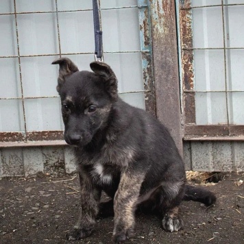 Босс - Собаки в добрые руки